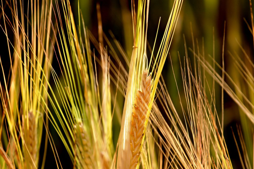 wheat-trading